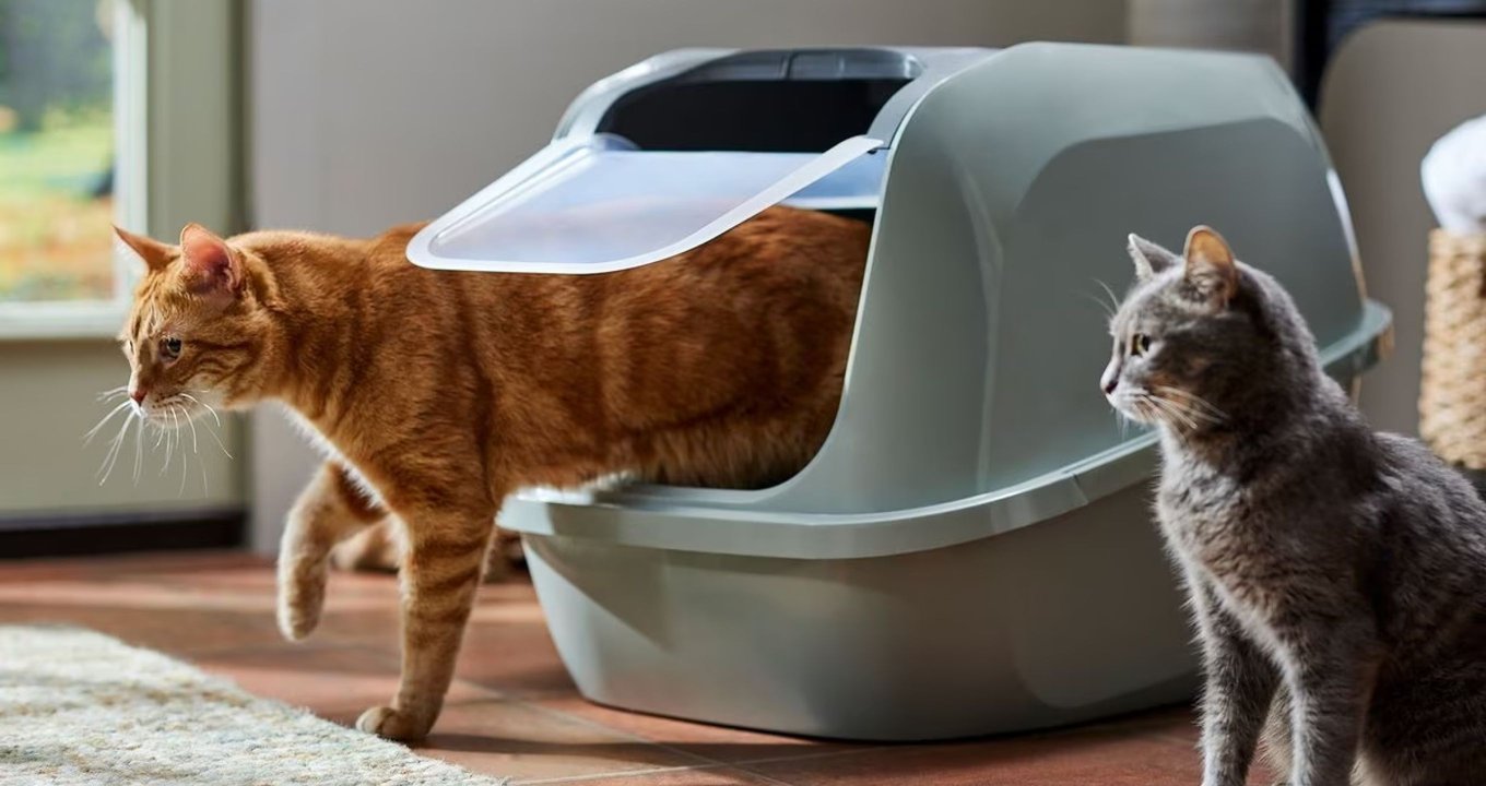 Cat Litter Box & Accessories Low Prices (Free Shipping) Chewy