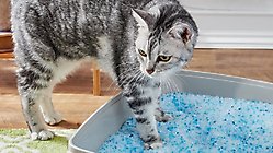 Crystal Litter