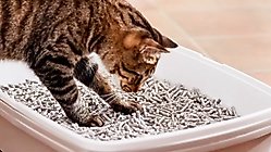 Unscented Litter