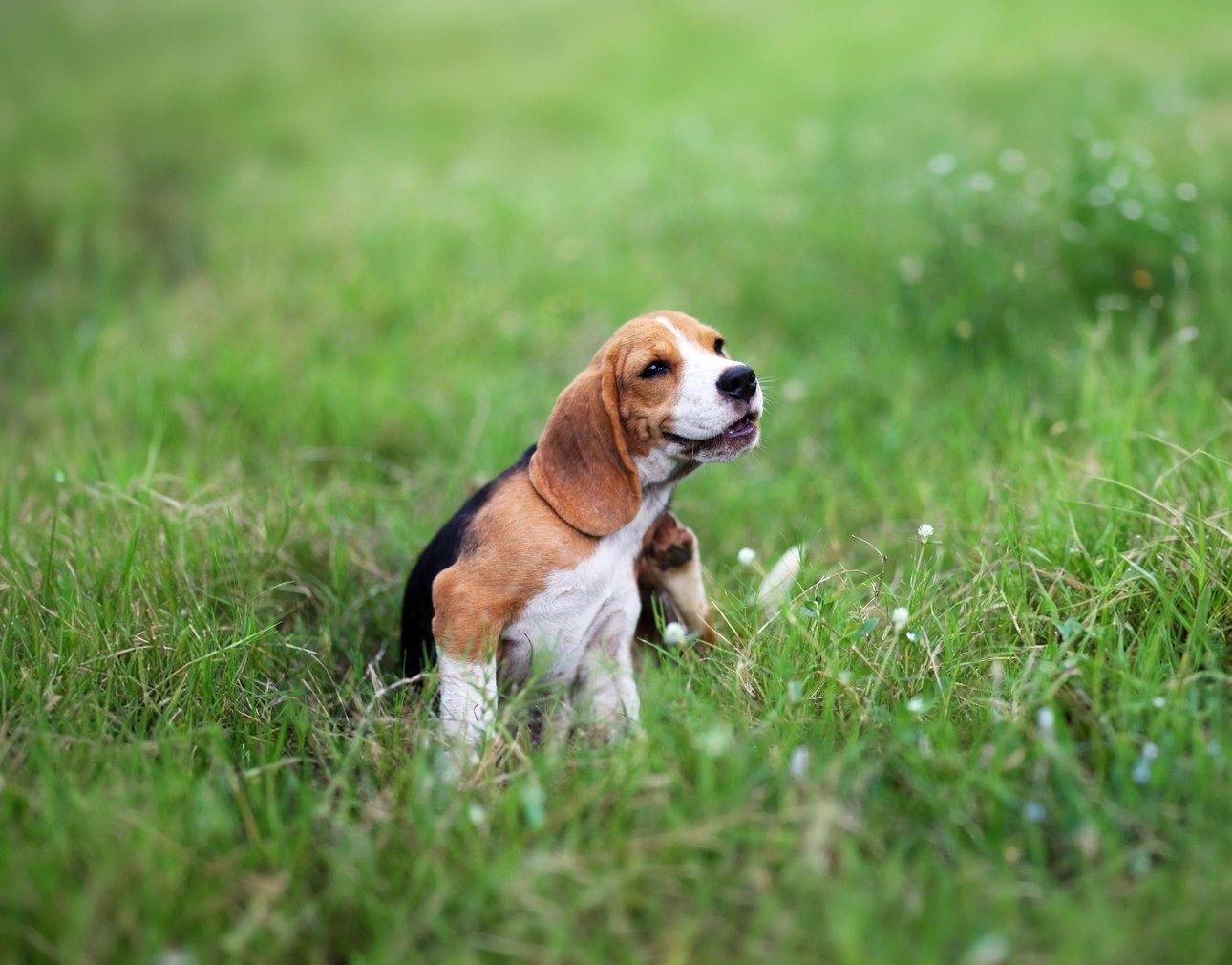 DOG ITCH RELIEF TABLETS (Free Shipping) Chewy