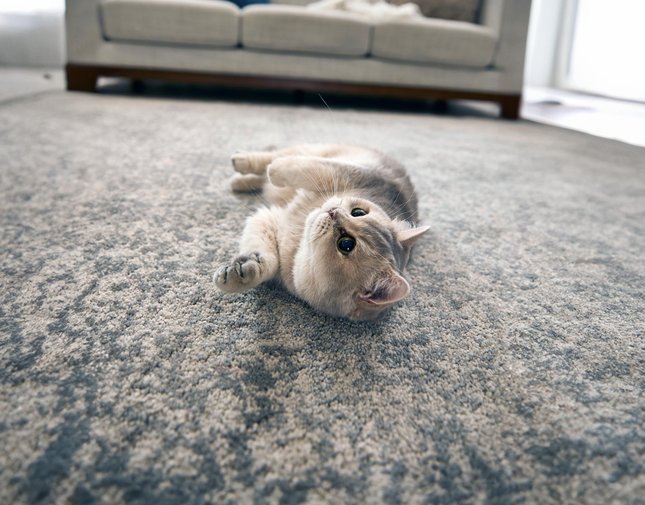 Cat Skin & Coat Medication Antifungals for Cats (Ships Free) Chewy RX