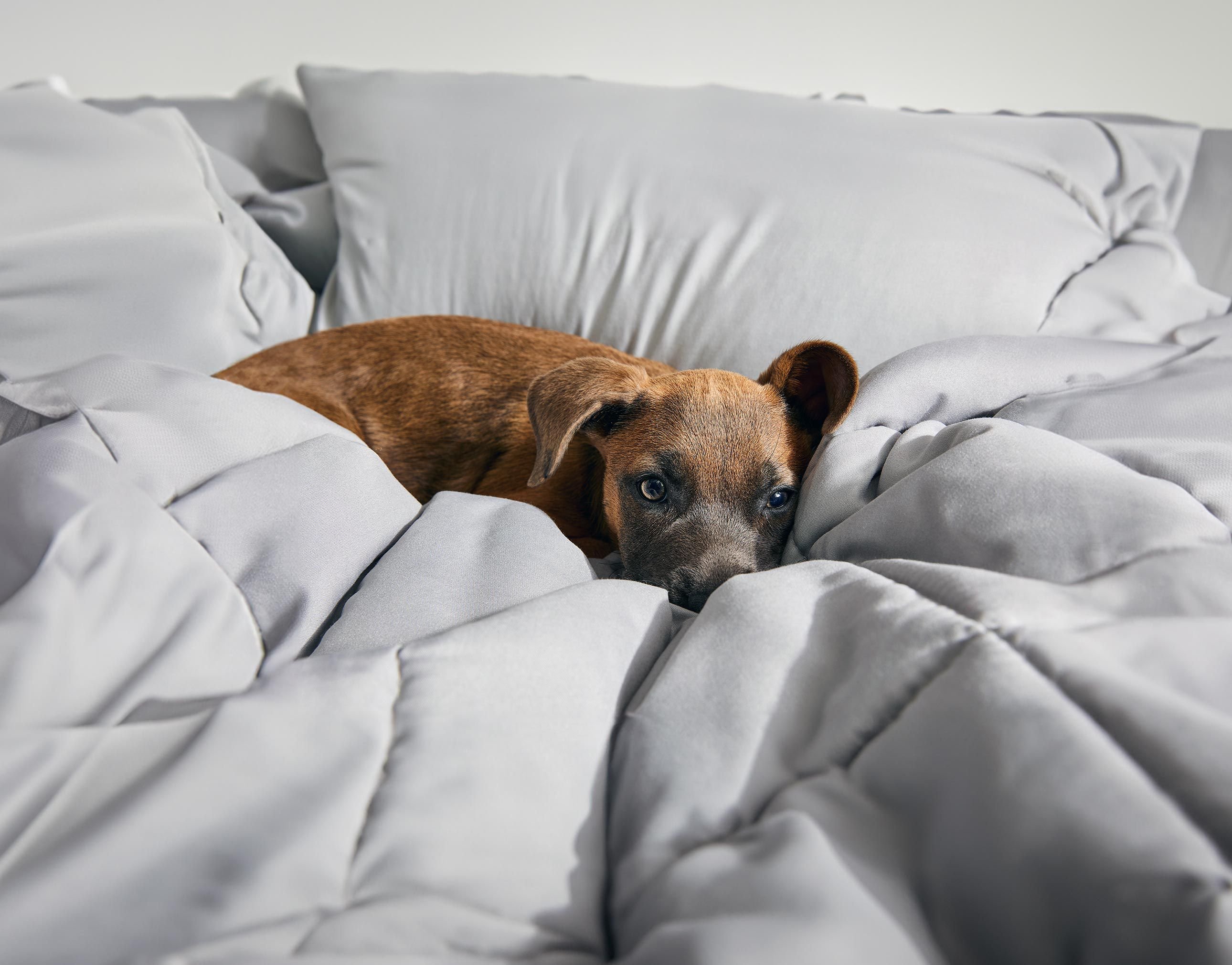 Dog Skin & Coat Medication Antifungals for Dogs (Ships Free) Chewy RX