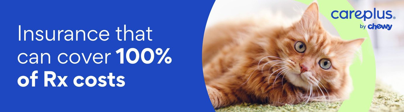 Senior Cat Health