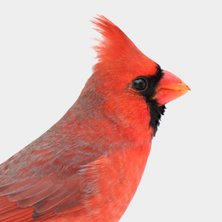Cardinal