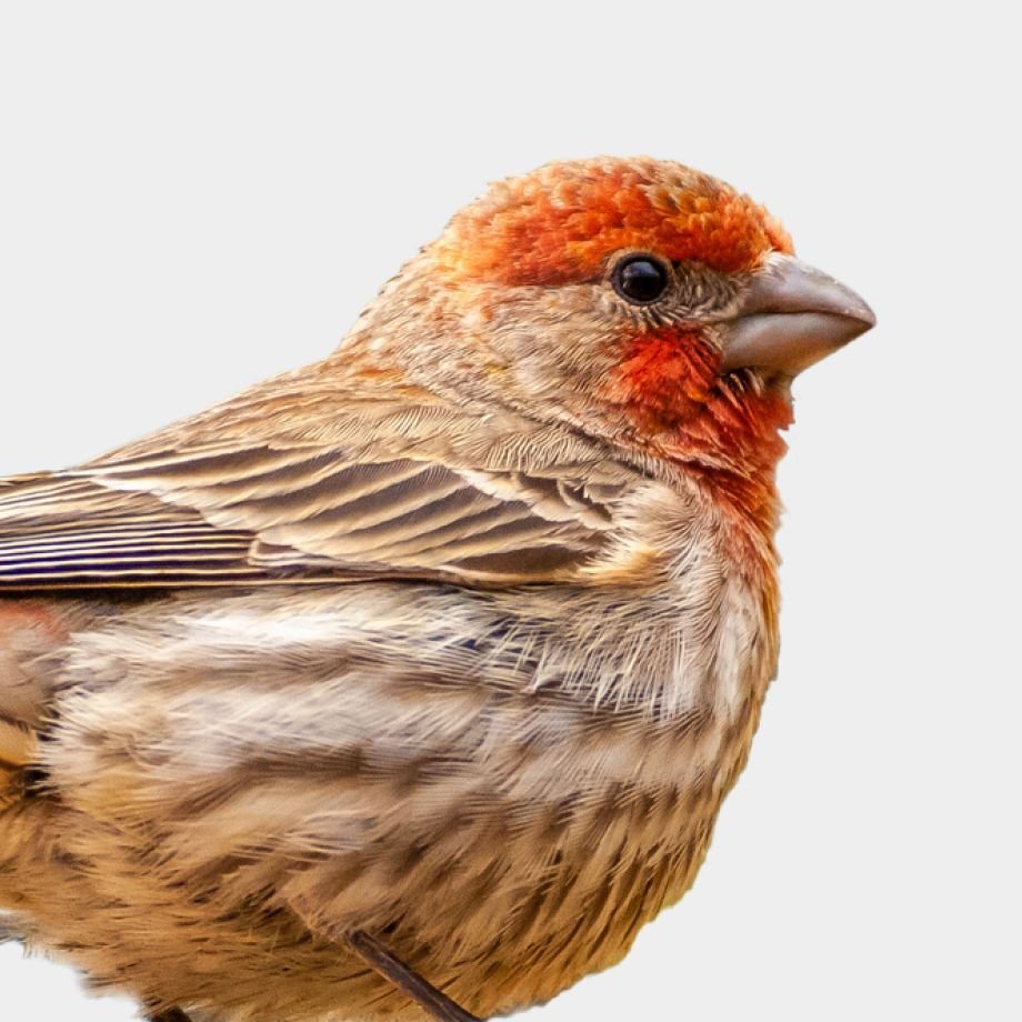 Wild Bird Supplies Chewy