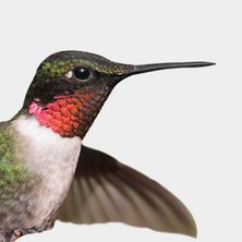 Hummingbird