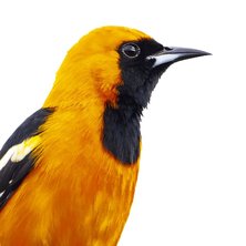 Baltimore Oriole