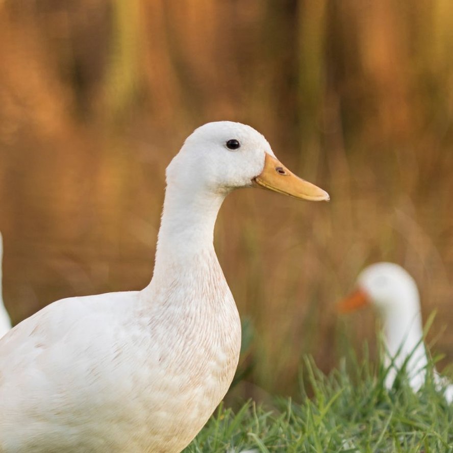 Wildlife Supplies Birdseed, Beekeeping, Squirrel Food & More Free