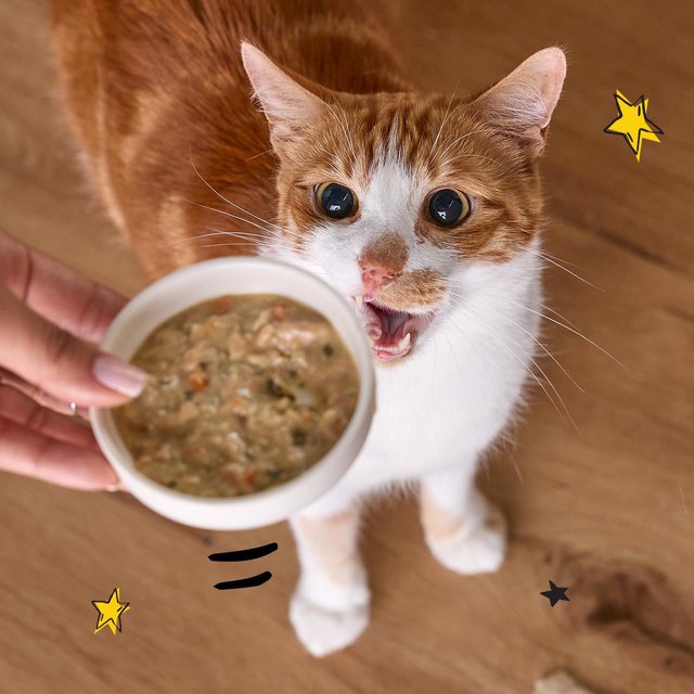 Tiny Tiger Cat Food (25 Off 1st Order) Chewy