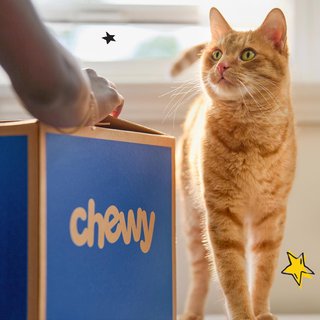 cat with chewy box