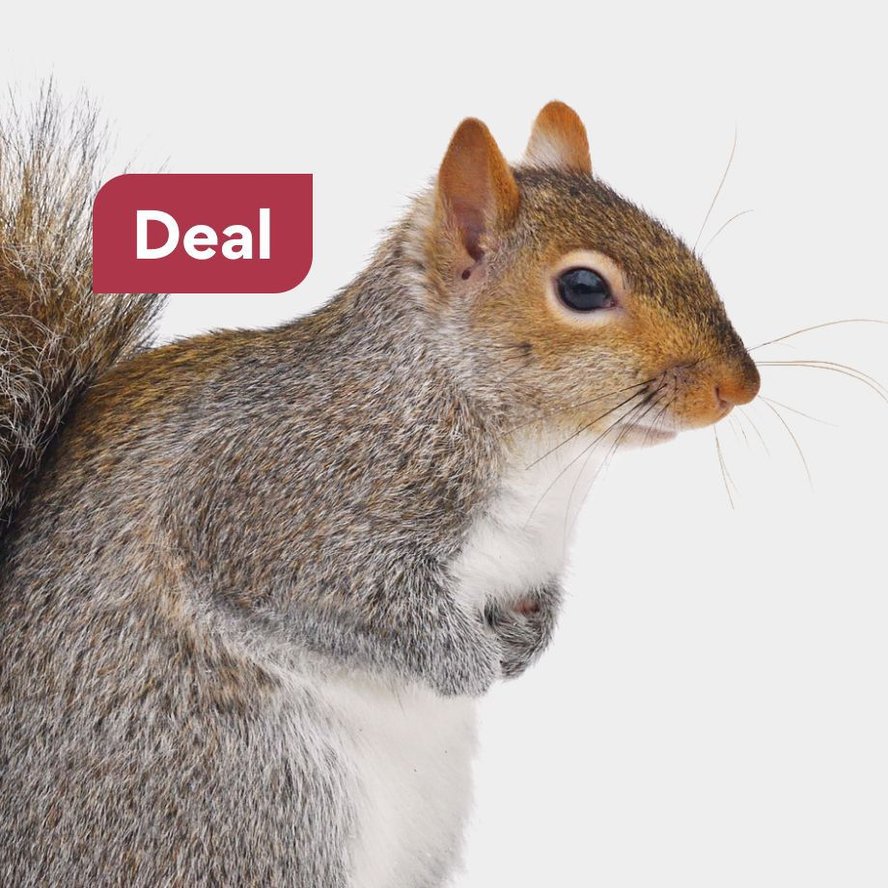 Squirrel Discount Code Today's Deals: Chewy Promo Codes, Discounts & Coupons | Chewy