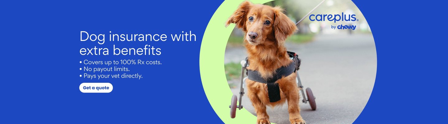 Dog insurance with extra benefits. Covers up to 100% Rx costs, no payout limits, and pays your vet directly. Get a quote.