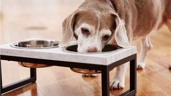 Chewy wet dog food top