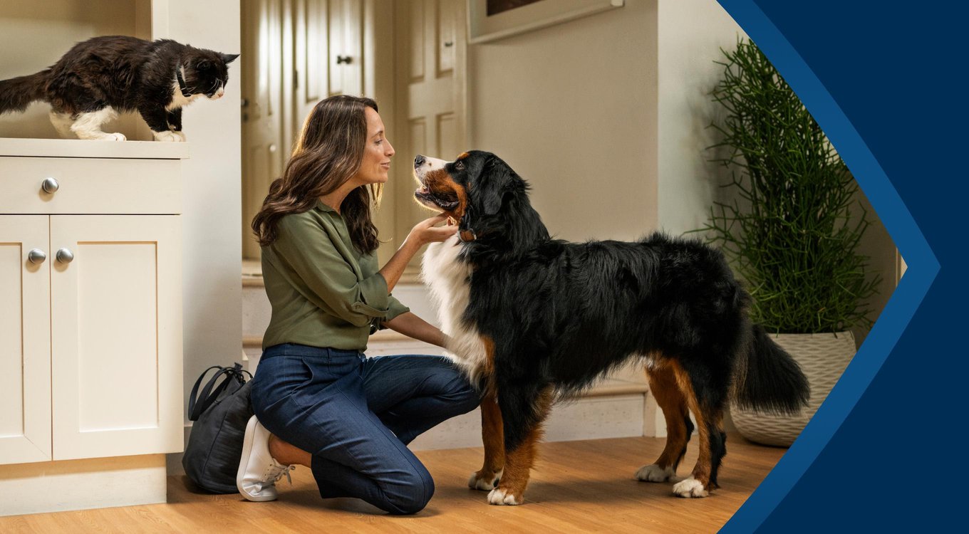 Pet Protect - Free shipping | Chewy