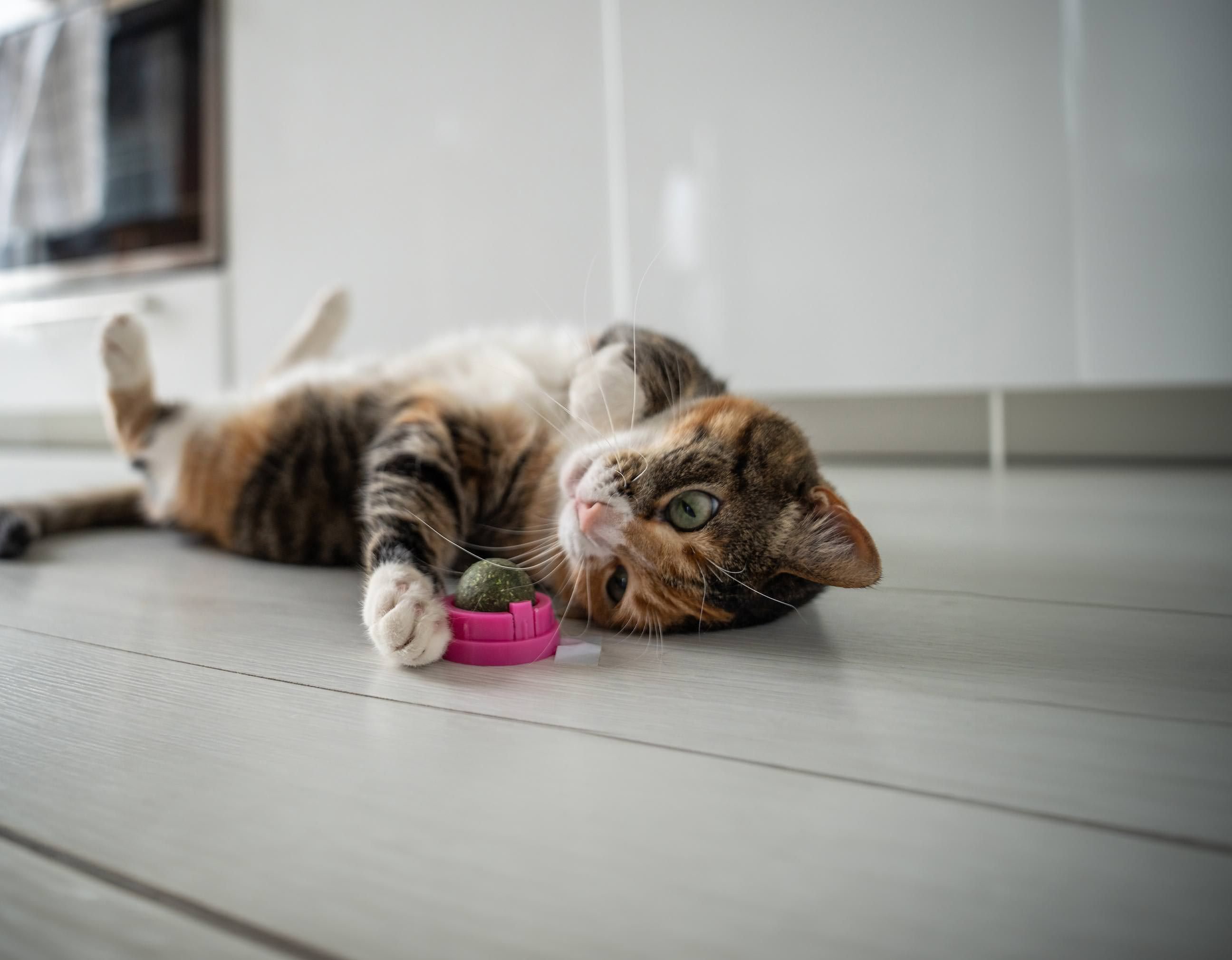 Image showcasing Cat Calming Aids: Calming Chews, Sprays & More (Free Shipping) | Chewy