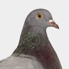 Pigeon