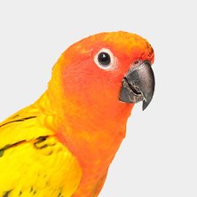 Conure