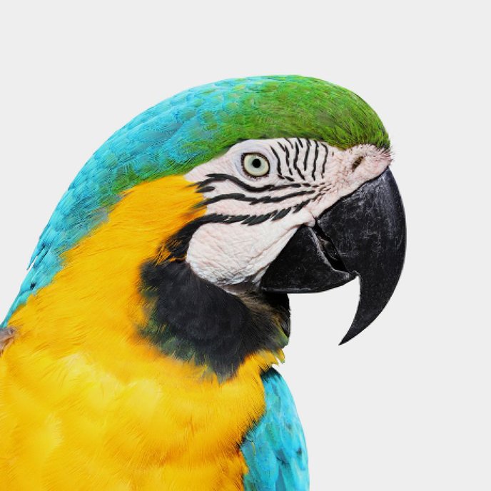 Parrot