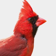 wild bird