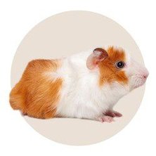 Small Animal Supplies Accessories Best Prices Free Shipping Chewy