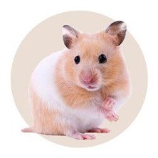 Small animal supplies online on sale