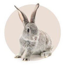 Small pet supplies online cheap