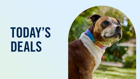Buy Build A Better Dog Products Online at Best Prices in Georgia