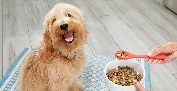 Fresh dog food delivery best sale