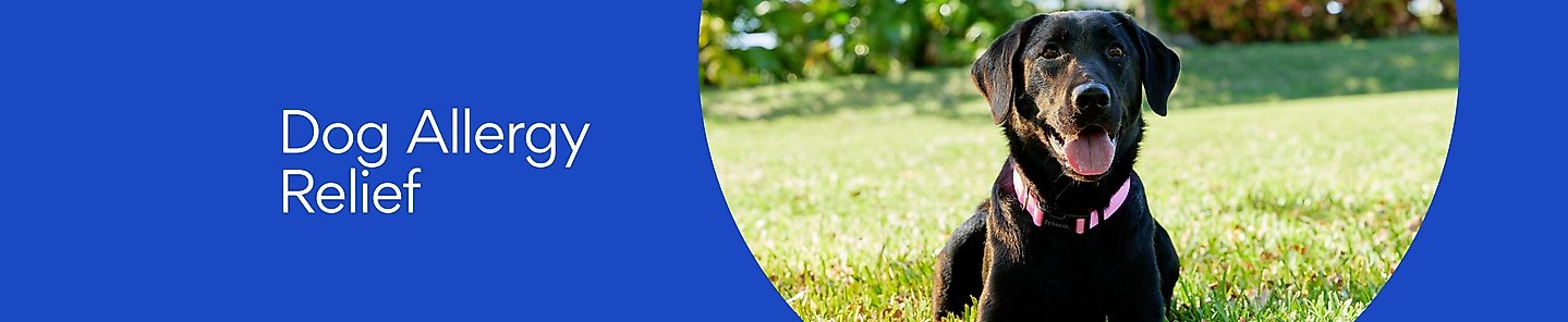 Dog Allergy Relief