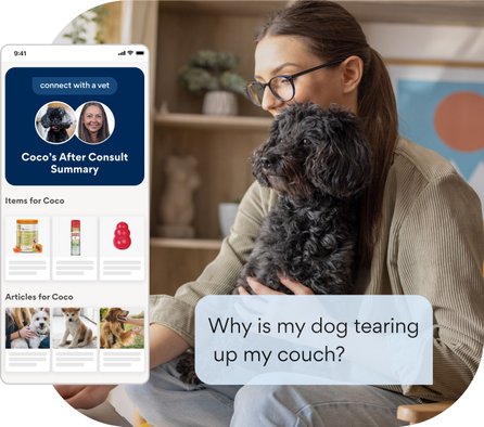 Why is my dog tearing up my couch?