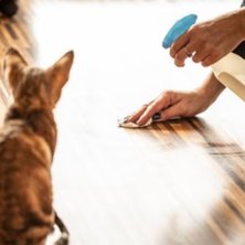 Top 10 Ways to Stop Your Cat from Peeing Outside the Litter Box