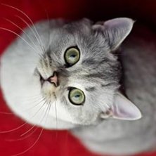 5 Reasons Your Cat is Peeing on the Bed