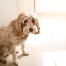 Why Is My Dog Peeing in the House?