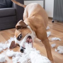 How to Keep Your Dog From Chewing and Scratching Everything