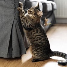 How to Stop Cats From Scratching the Furniture