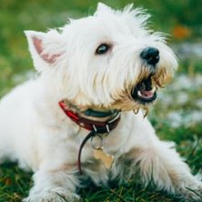 How to Stop a Dog From Barking