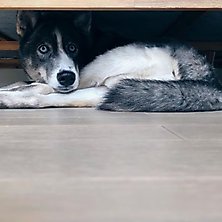 Dog Calming Products to Help Ease Dog Anxiety