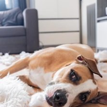 How to Help a Dog With Separation Anxiety