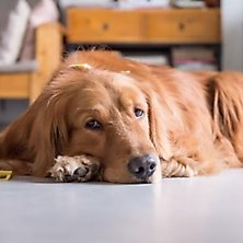 Dog Pooping in the House: Why It's Happening and What To Do