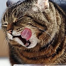 How To Calculate How Much Wet Food to Feed a Cat