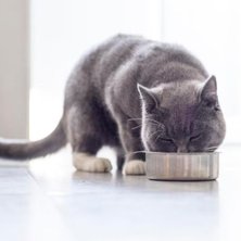 The 11 Best Cat Foods