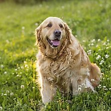 10 Best Joint Supplements for Dogs
