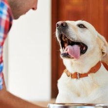 Are You Feeding Your Dog the Right Amount?