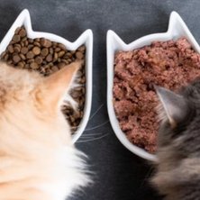 Wet Cat Food vs. Dry Cat Food: Which Is Better?