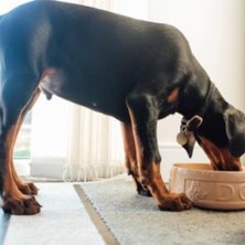 When Should You Switch From Puppy to Adult Dog Food?