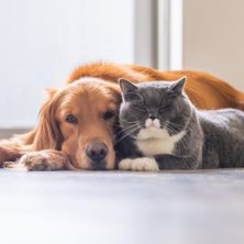 Cosequin vs. Dasuquin: What's The Difference?