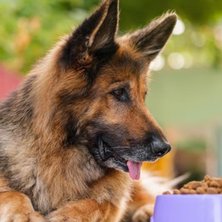 8 Best Foods for Senior Dogs in 2024, Recommended by Vets