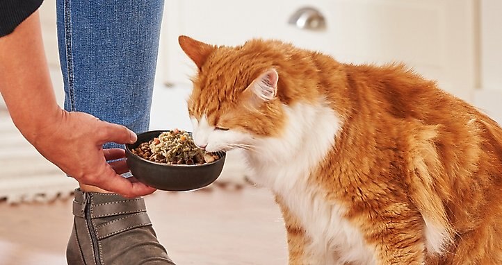 Best Non Prescription Dry Food For Cats With Kidney Disease Discounts 