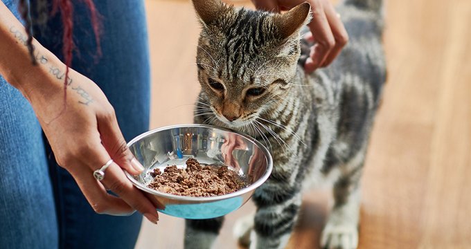 Most filling cat food best sale