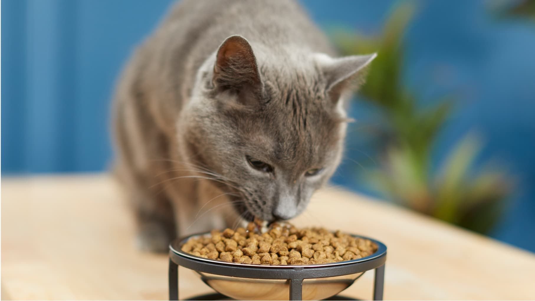 Best Dry Cat Food: Top Brands, Low Prices (Free Shipping) | Chewy